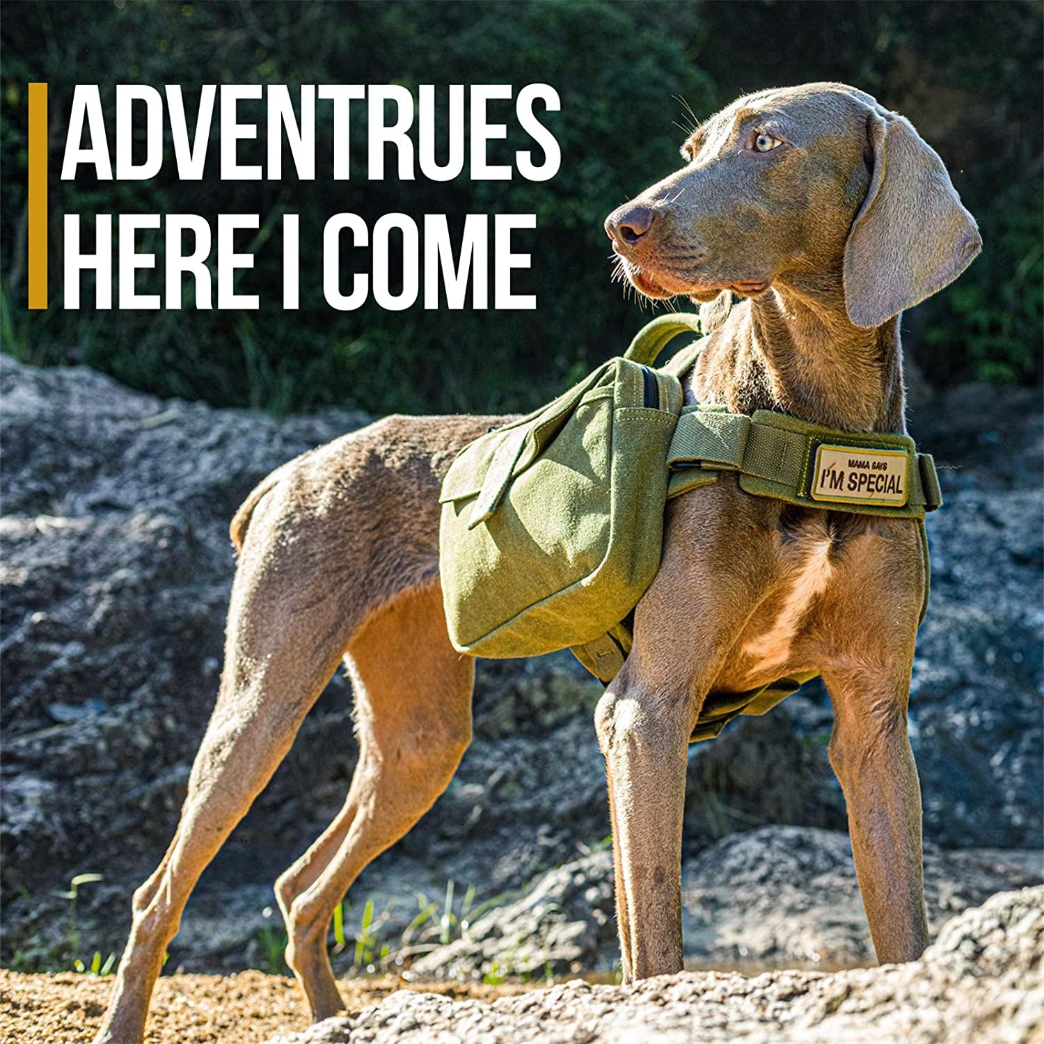 Dog Pack Hound Travel Camping Hiking Backpack Saddle Bag Rucksack for Medium & Large Dog (Green, Large)